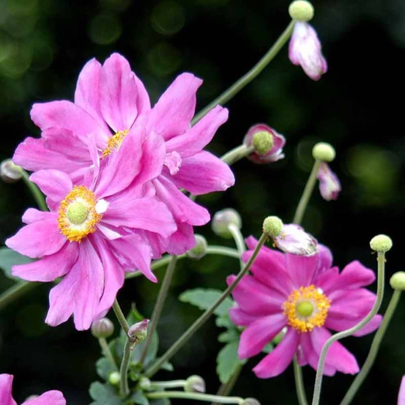 Anemone Prinz Heinrich