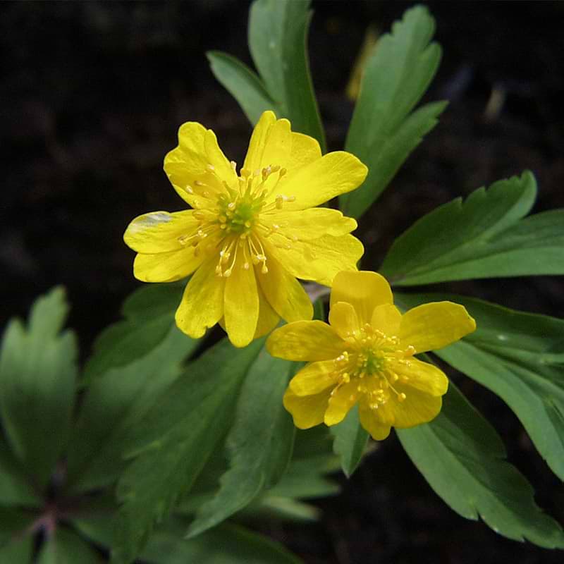 Gul anemone