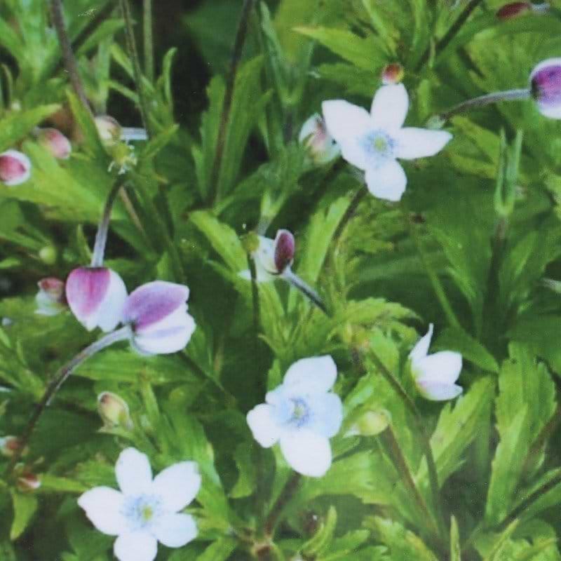 Anemone Rivularis