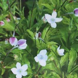 Anemone (Anemone rivularis)