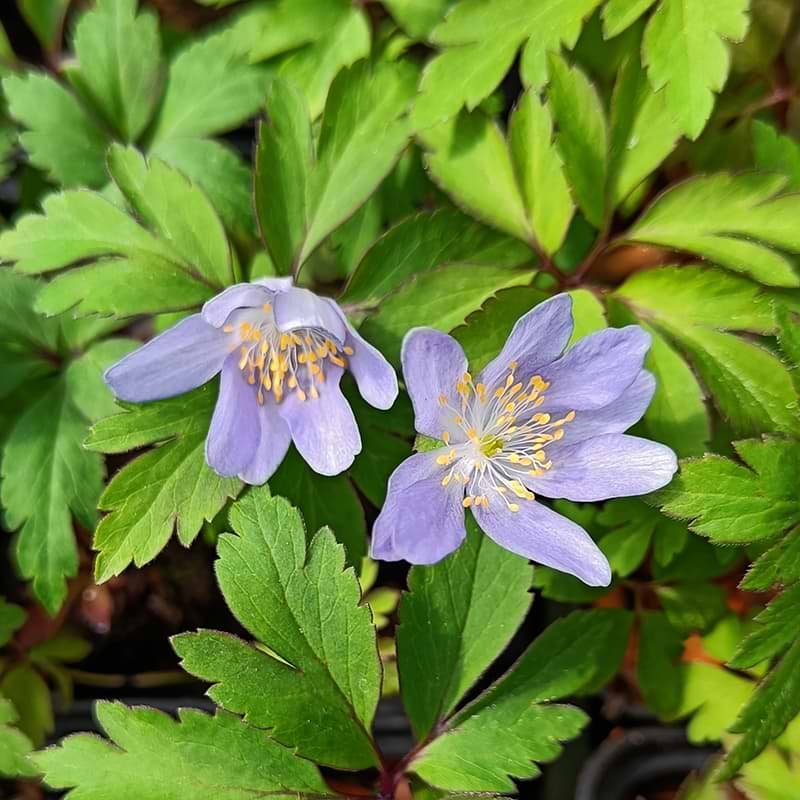 Anemone (Anemone nemorosa 'Royal Blue')