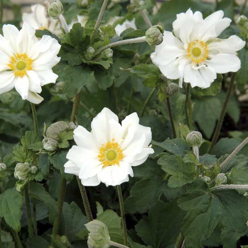 Anemone Whirlwind