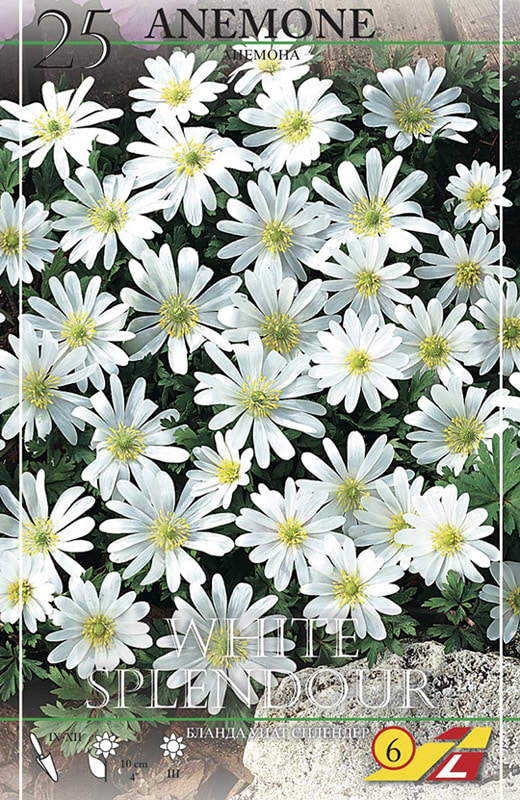 Anemone White
