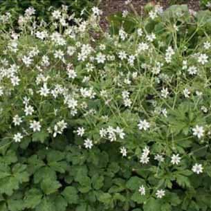Anemone leveillei hvide blomster 