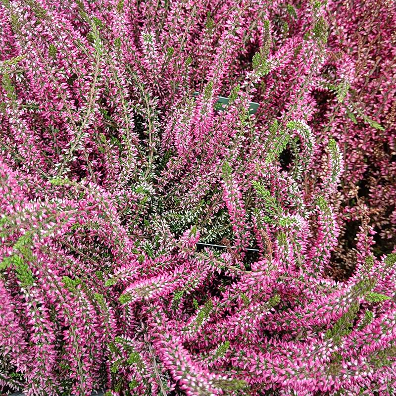 Efterårslyng Calluna vulgaris Angie