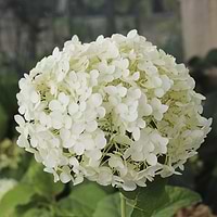 Hortensia (Hydrangea arborescens 'Strong Annabelle') Flere varianter 