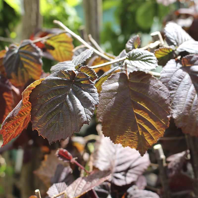 Hassel (Corylus Avellana ' Anny's Red Dwarf') Opstammet Flere varianter