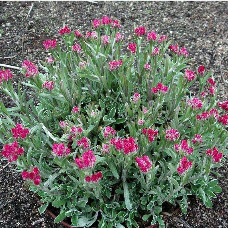 Kattefod Antennaria rubra