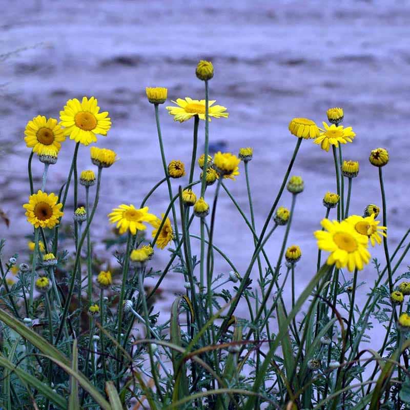 Anthemis trictoria