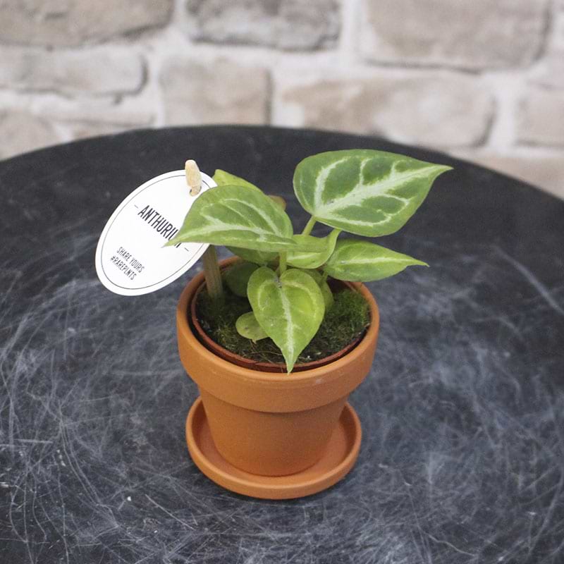 Anthurium Clarinervium