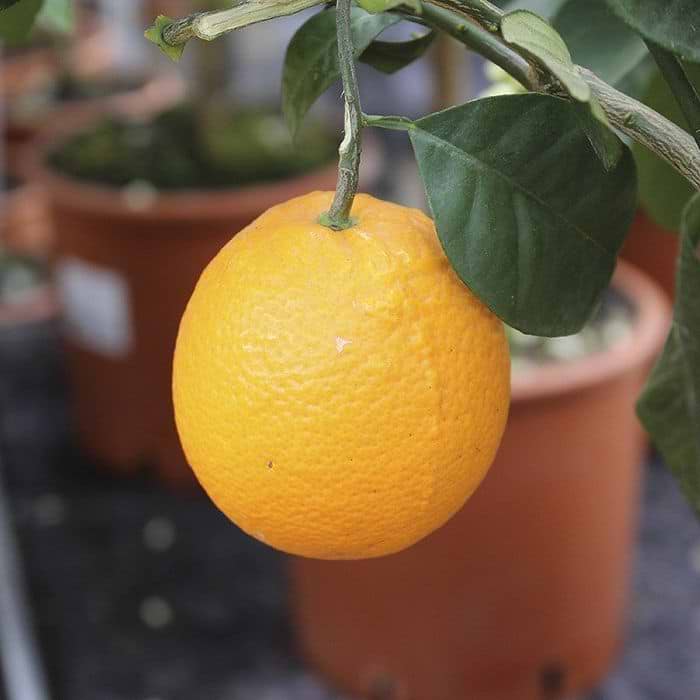 Appelsin (citrus sinensis 'Arancio')