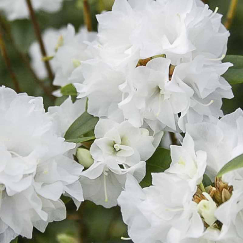 hvid rhododendron