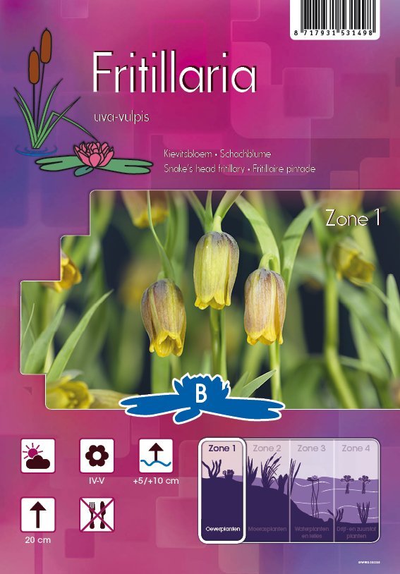 Fritillaria uva-vulpis