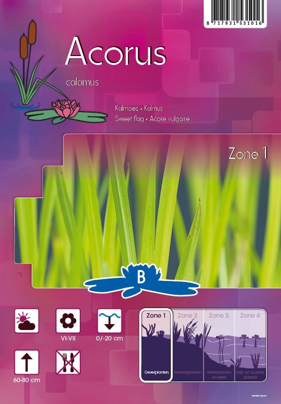 Kalmus (Acorus calamus) 