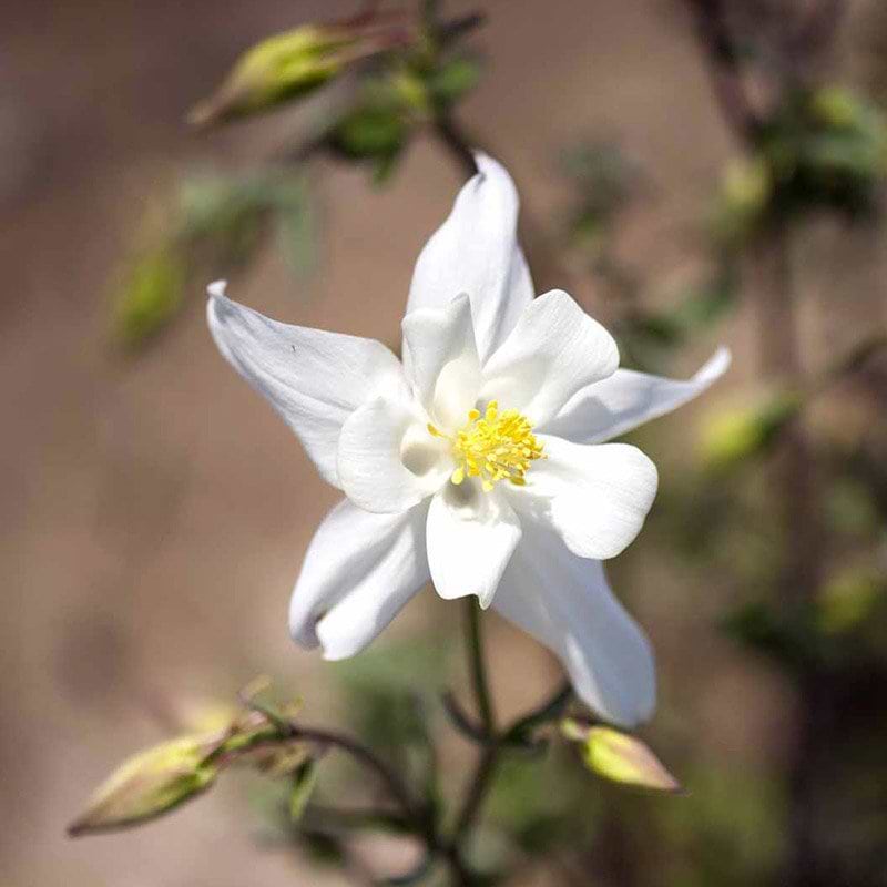 Akeleje Aquilegia Kristall hvid