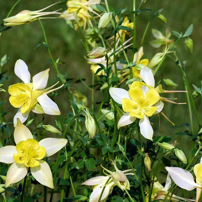 Akeleje Aquilegia 'Maxistar