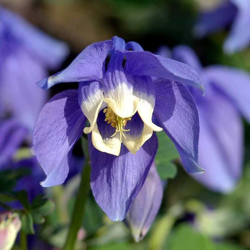 Aquilegia flabellata hybrid lilla blomst