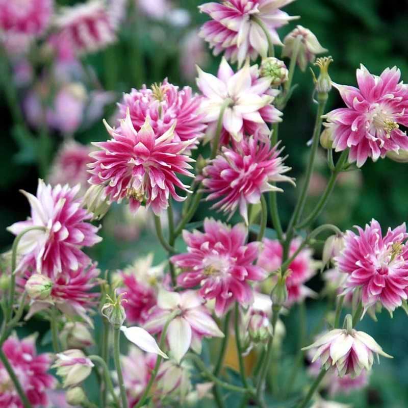 Aquilegia Nora Barlow