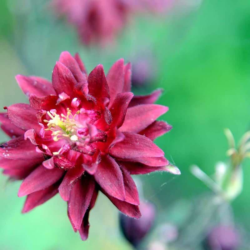 Akeleje Aquilegia Ruby Port