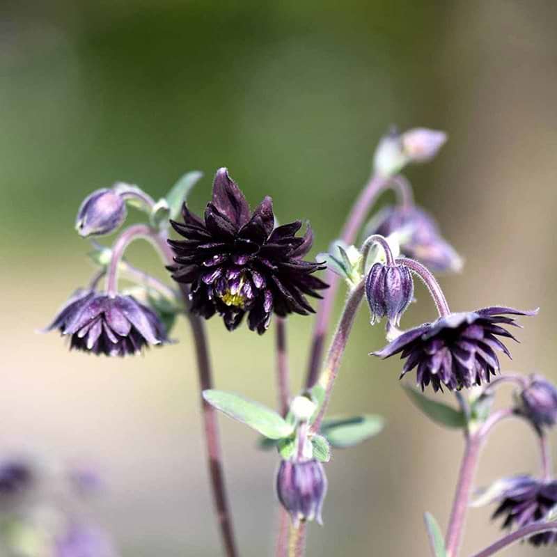 Akeleje Aquilegia Black Barlow