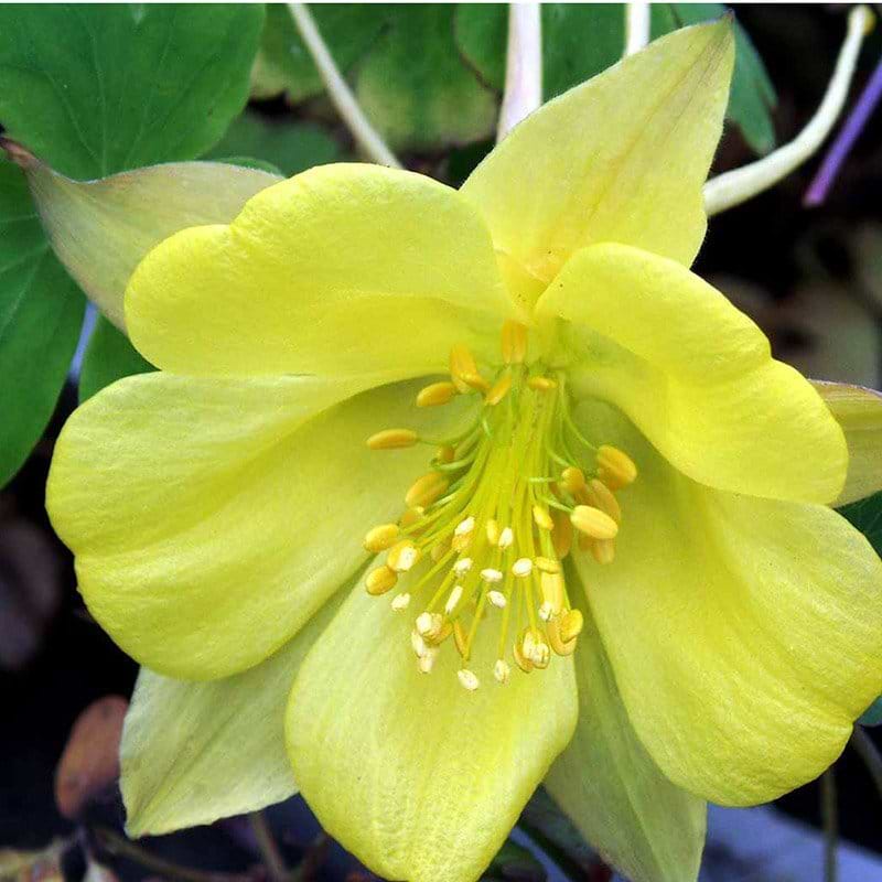 Aquilegia Yellow Queen