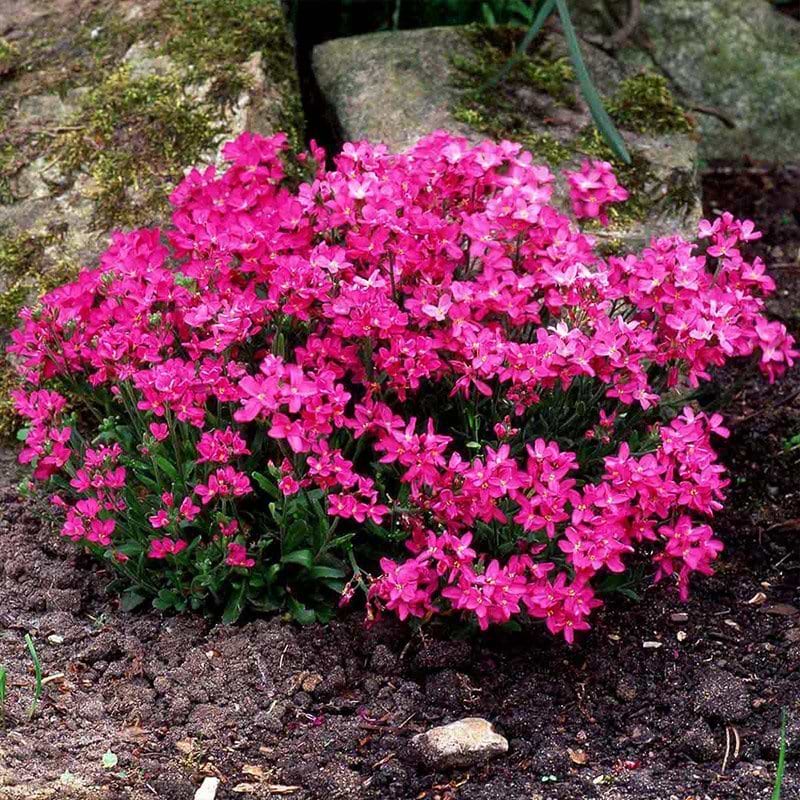 mørkerøde blomster