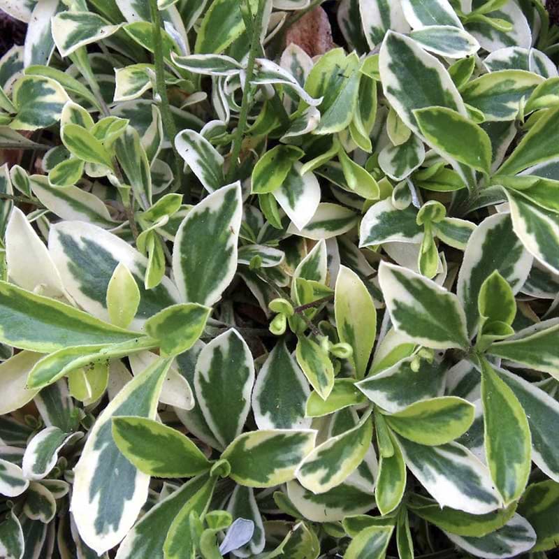 Arabis Ferdinandi-coburgi Variegata