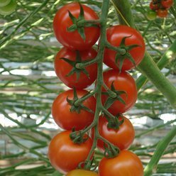Tomatplante Cocktailtomat 'Aranka'