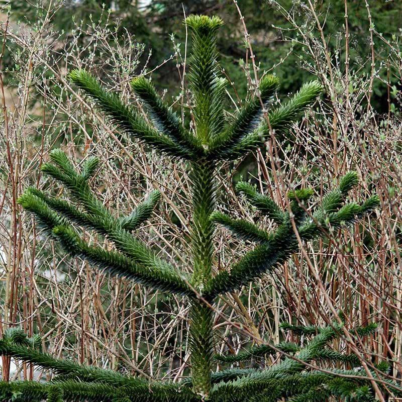 arucaria araucana