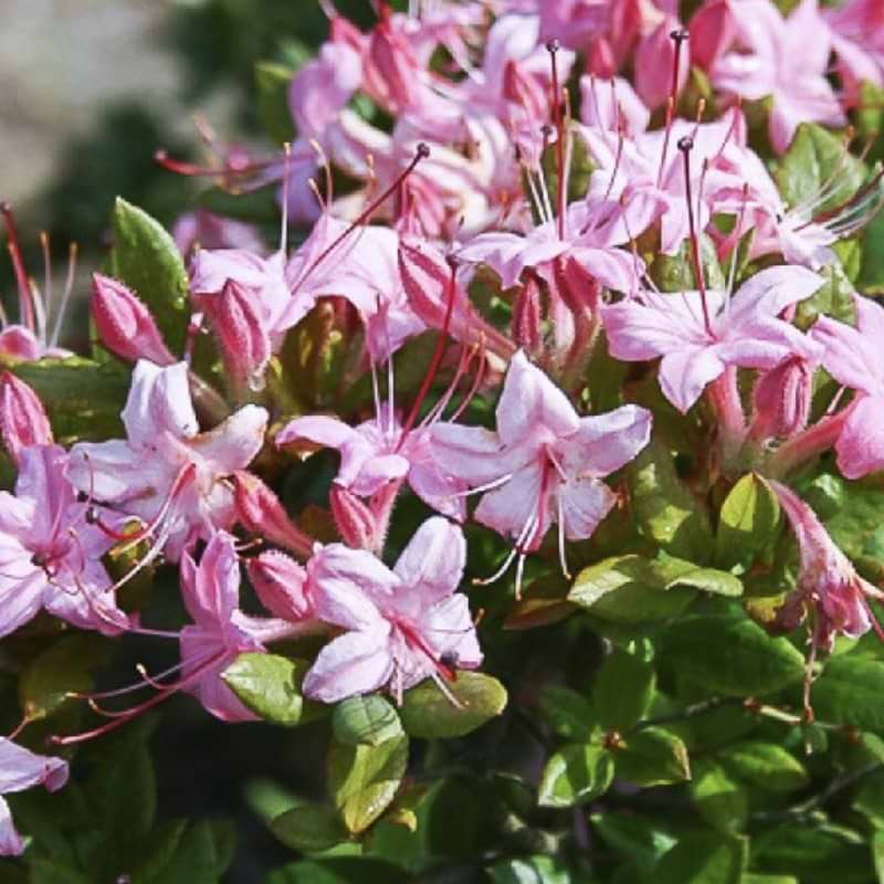 løvfældende azalea