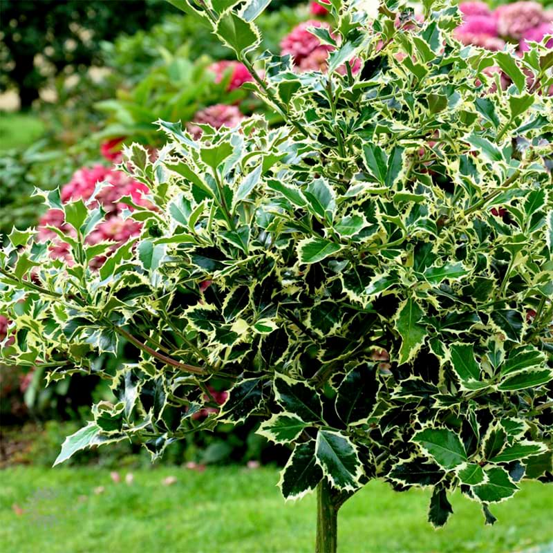 Kristtorn Hvidbroget (Ilex aquifolium 'Argentea Marginata') Opstammet 80 cm
