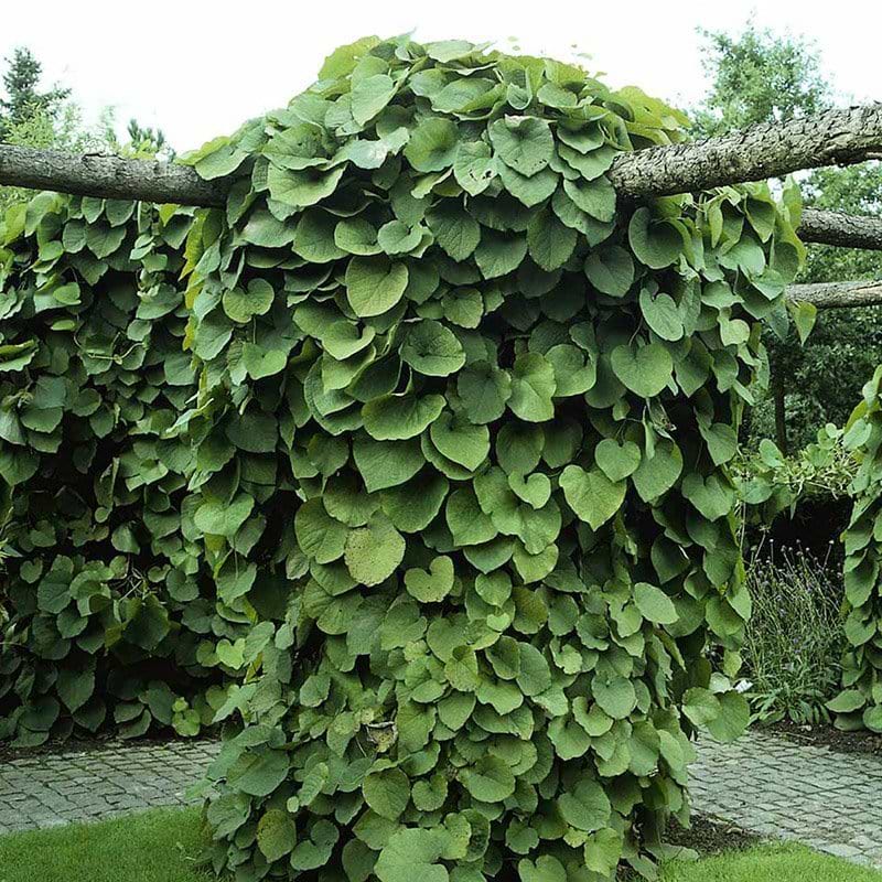 Aristolochia macrophylla