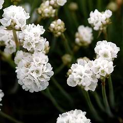 Engelsk græs (Armeria maritima 'Arvi')