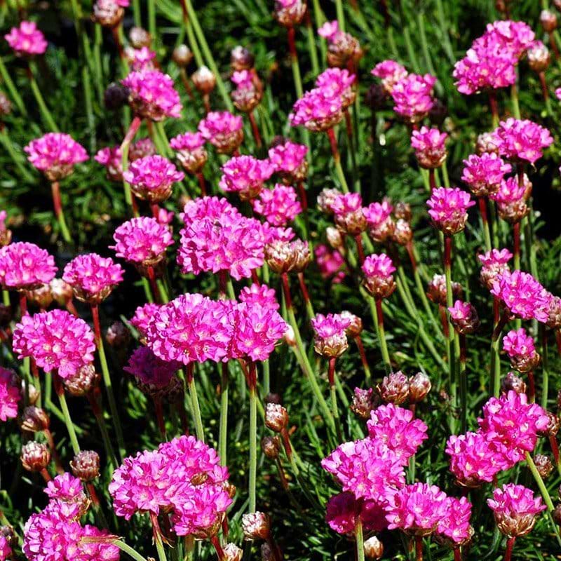 Engelsk græs Armeria maritima blomst