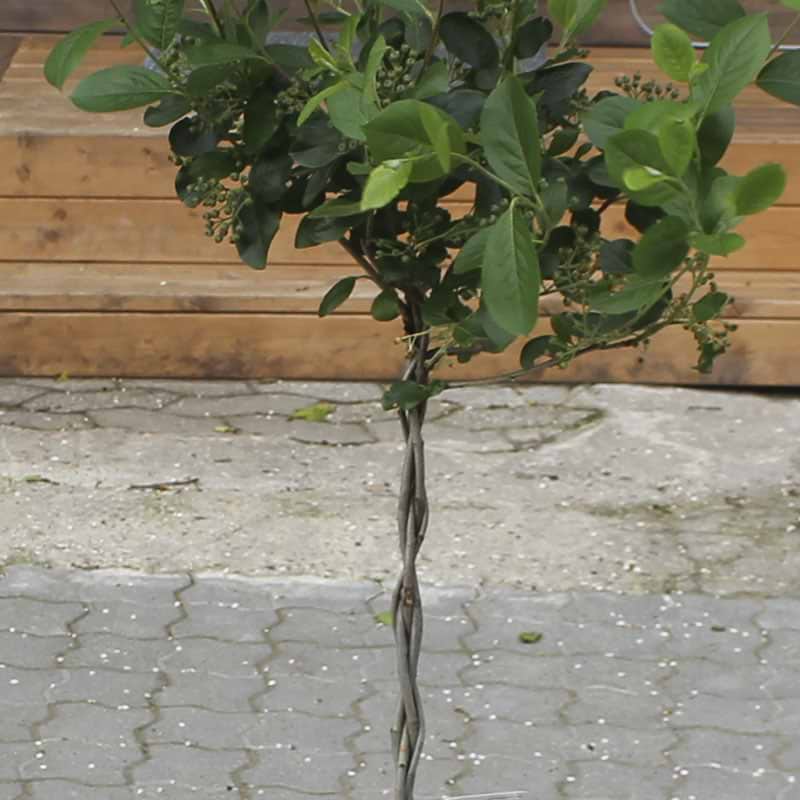 Storfrugtet surbær Aronia Aron