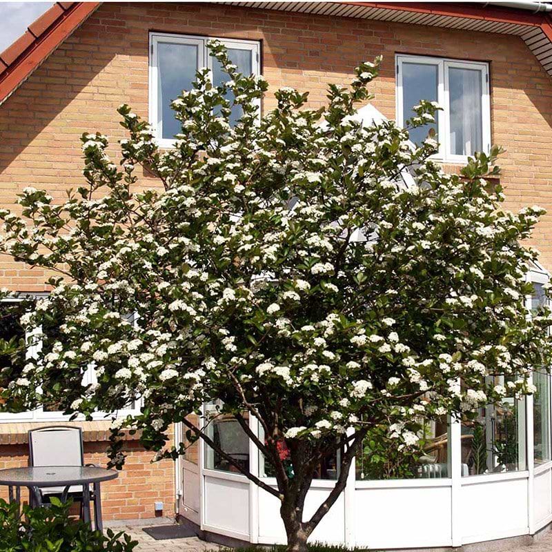 Storfrugtet surbær (Aronia prun. 'Aron') Opstammet 90 cm