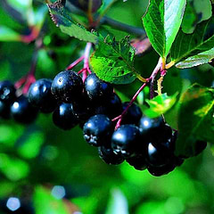 Storfrugtet surbær (Aronia prun. 'Aron') 60-100 cm
