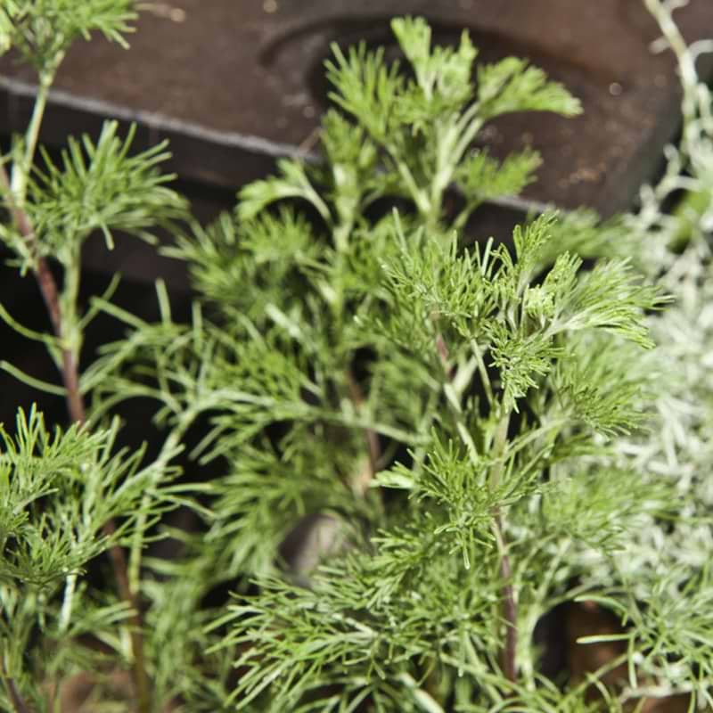 Colaplante Artemisia ambrotanum Ambra