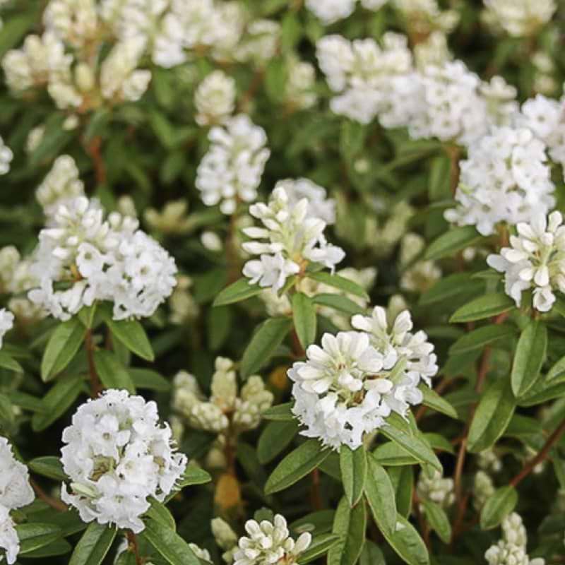 hvid rhododendron