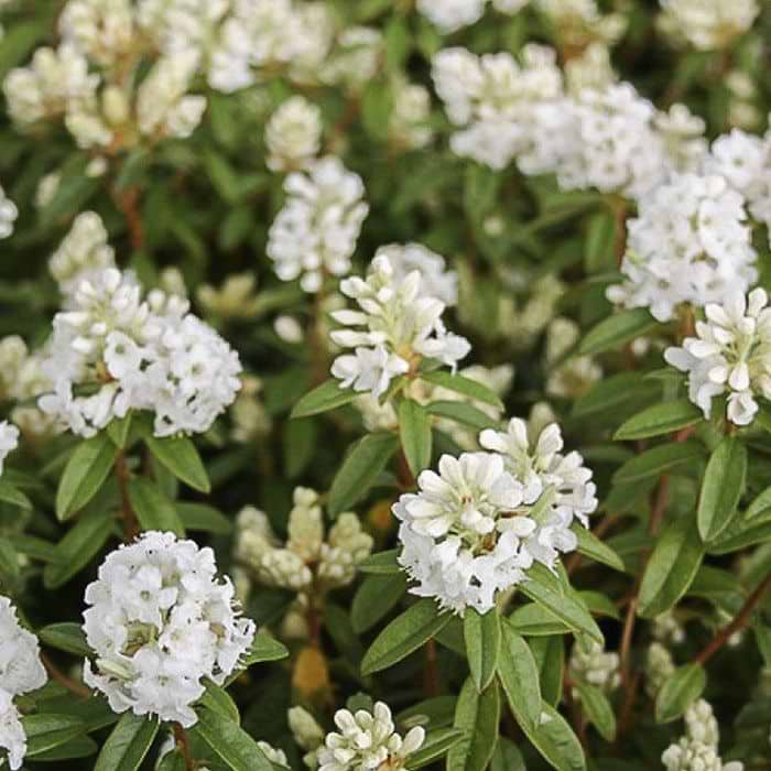 Rhododendron (Rhododendron 'Arctic Tern') 25-30 cm*