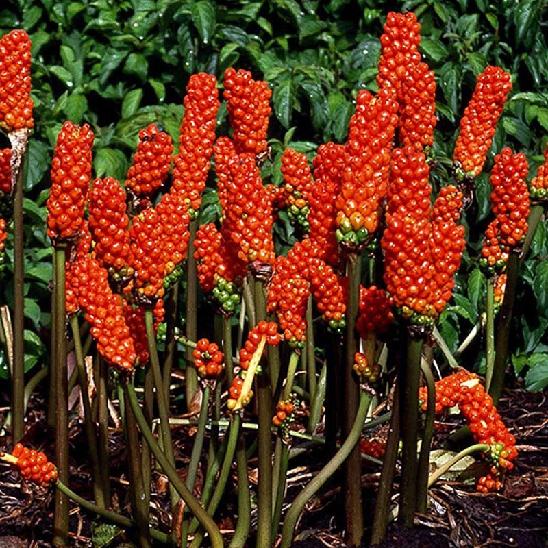 vandplante italiensk arum