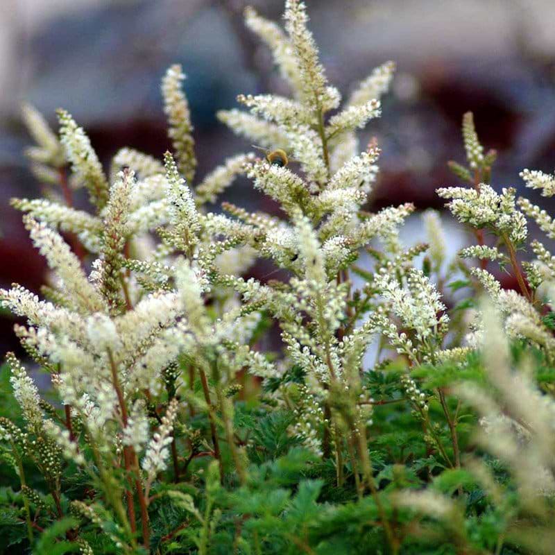 Aruncus aethusifolius