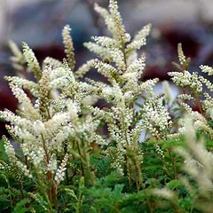 Koreansk Fjerbusk (Aruncus aethusifolius)