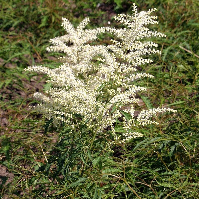 Finbladet Fjerbusk blomster
