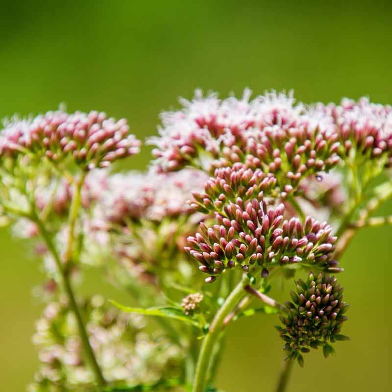 Silkeplante (Asclepias incarnata 'Cindarella') 