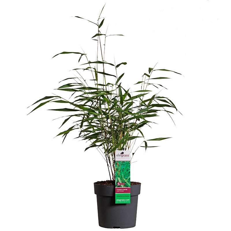 Bambus (Fargesia scab. 'Asian Wonder') 25-50 cm