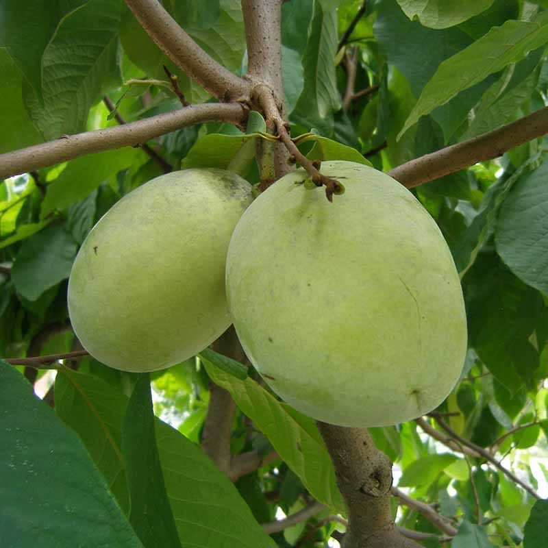 Indianer Bananer Asimina triloba Prima