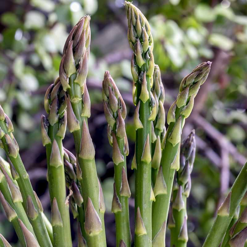 Gijnlim asparagus Tidlig
