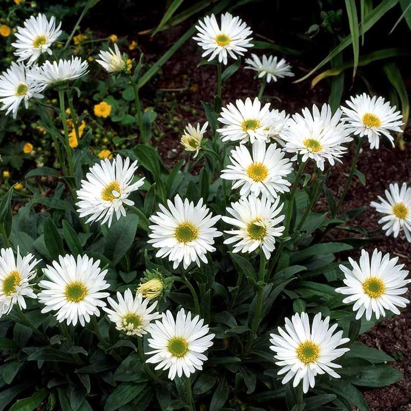 Alpeasters aster alpinus albus