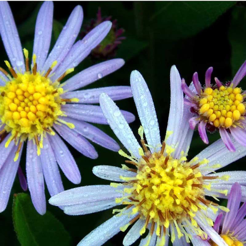 Japansk blomst